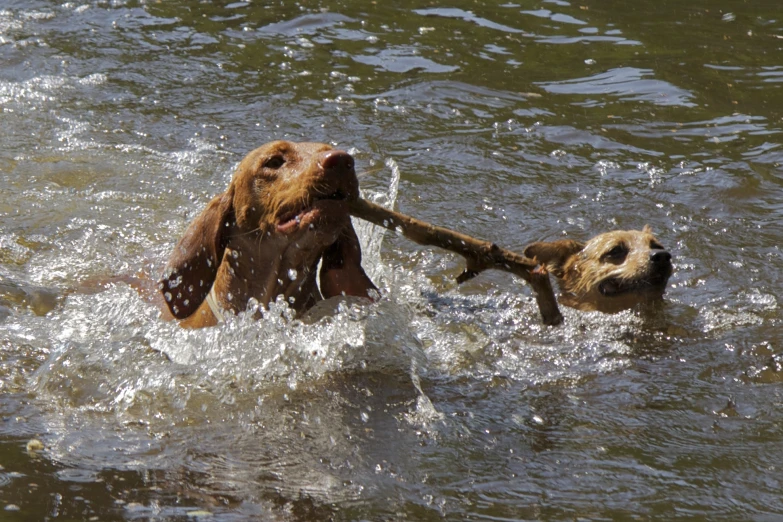 two dogs playing in the water playing with a stick