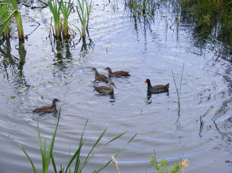 a bunch of ducks floating in some water