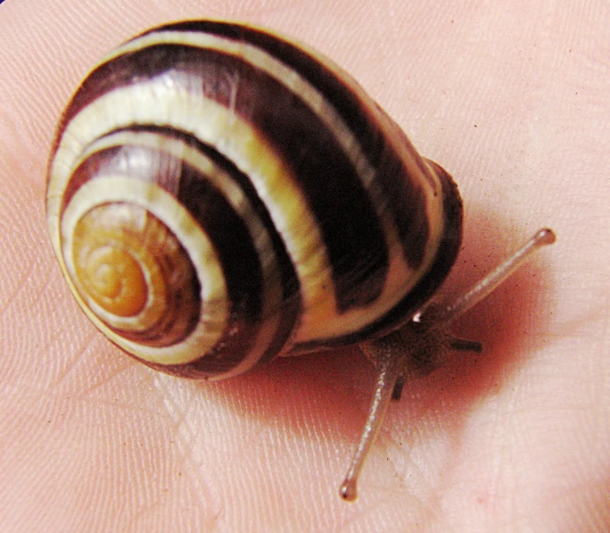 the large shell of a snail on the hand