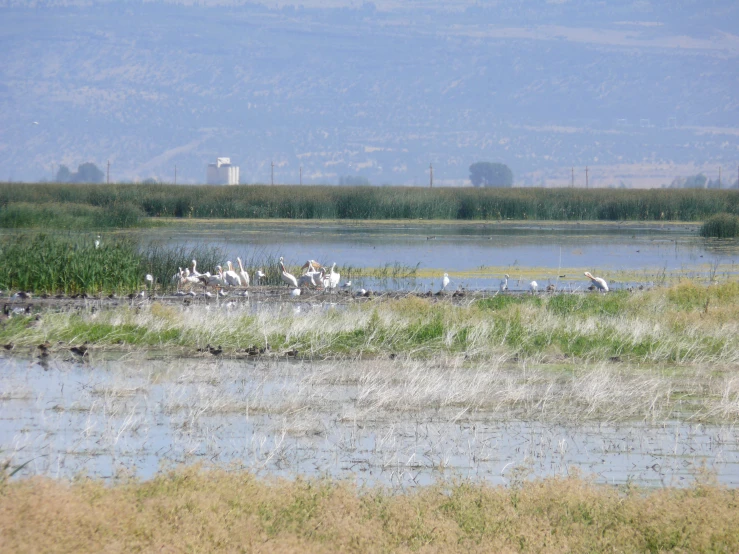 a large body of water with birds on it