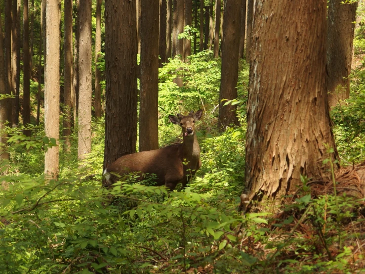 a deer laying in the woods near some tall trees