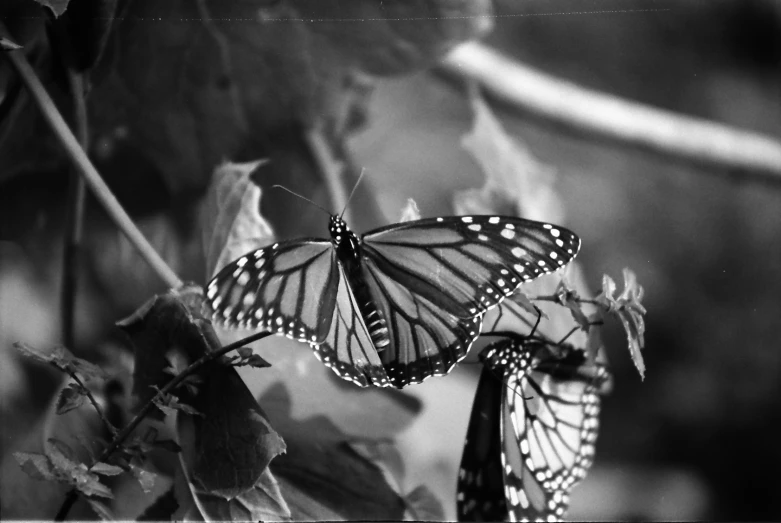 two erflies sit on a vine with many leaves