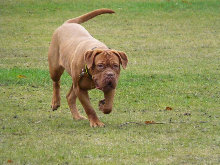 the brown dog is running on the grass