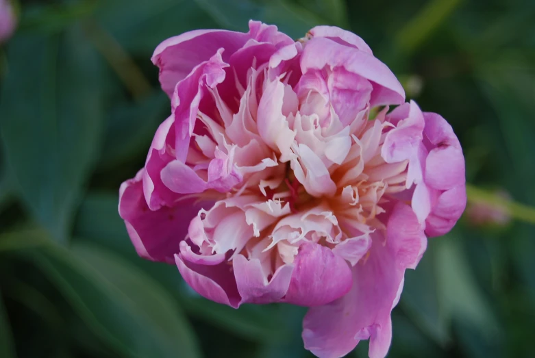 a large purple flower that is blooming