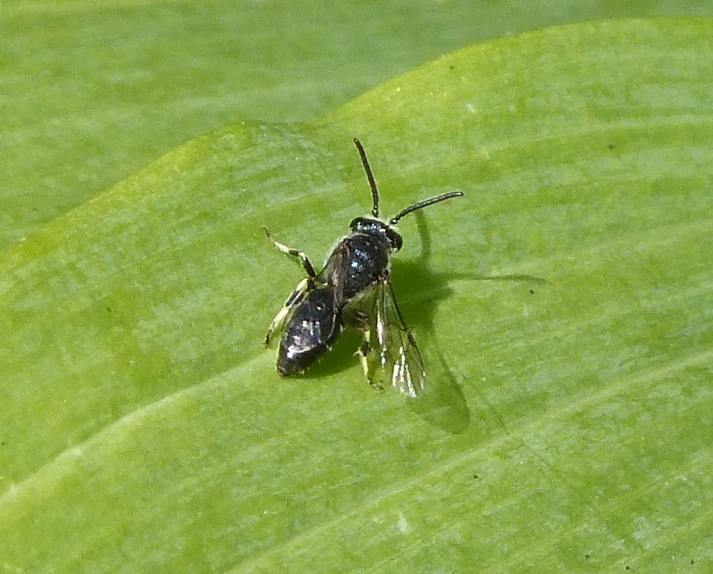 two large bugs sitting on a leaf together