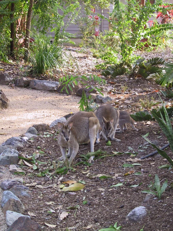 two kangaroos are grazing and playing in the wild