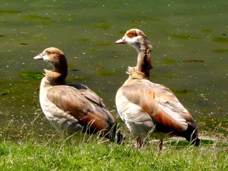 two ducks standing in grass near water