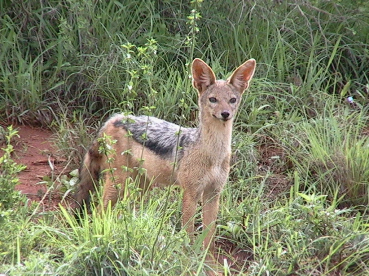 a gray and black animal standing next to tall grass