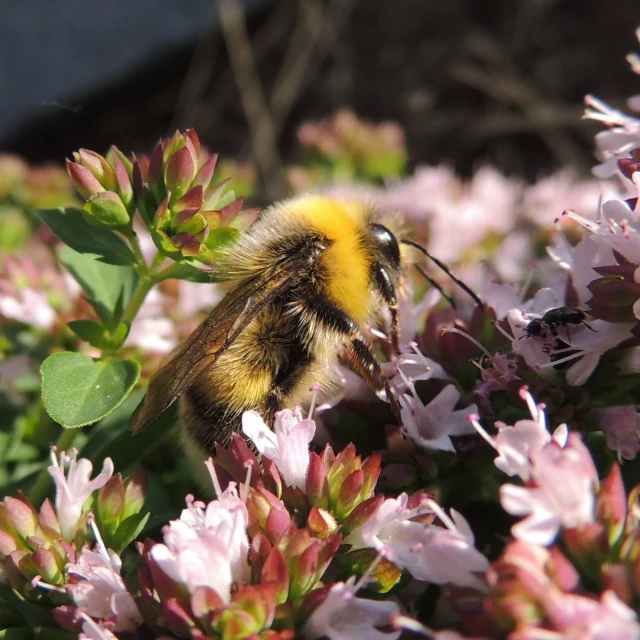 bee sitting on top of purple flowers, next to grass