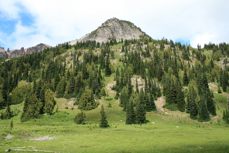 there is a tall mountain with lots of trees