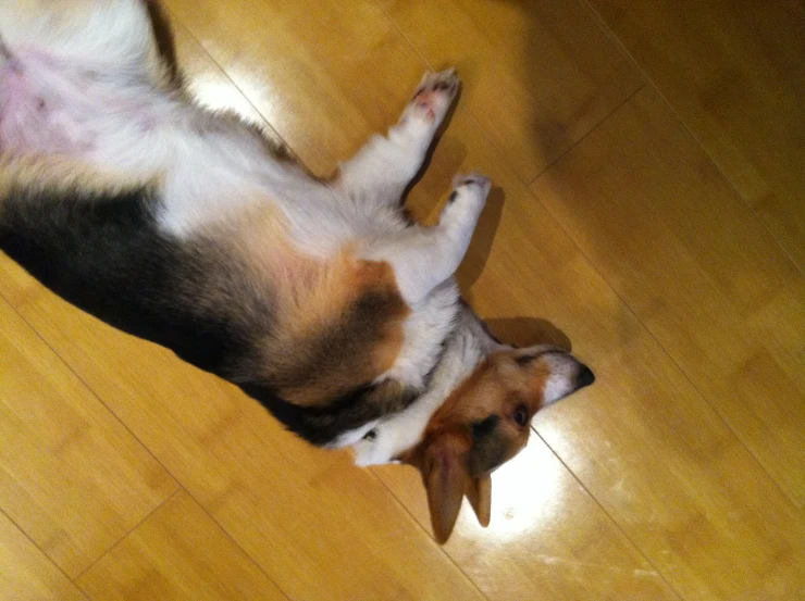 a dog sits on the wooden floor, looking up