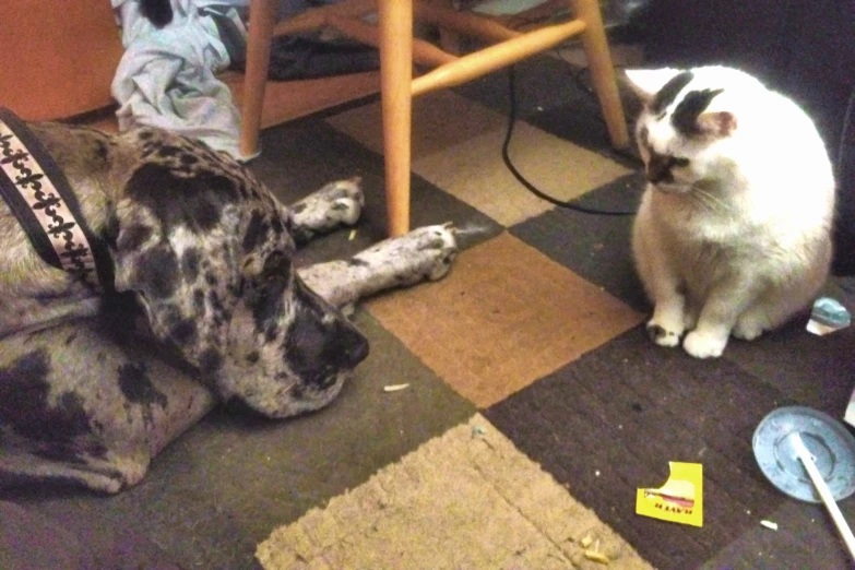 a dog with a collar on next to a cat