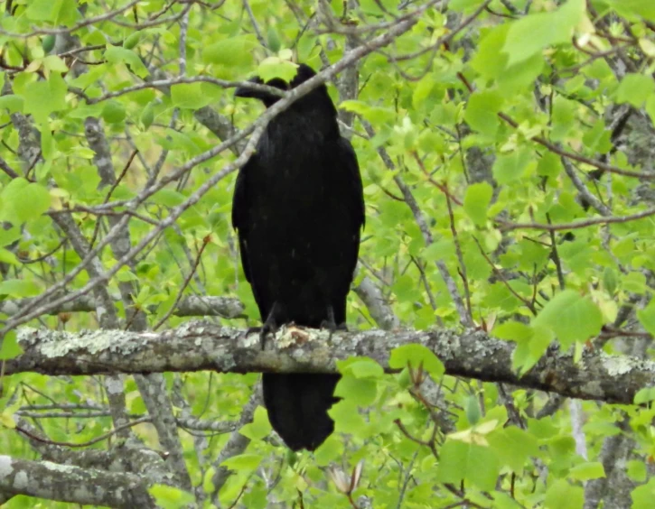 a black bird with a long beak is perched on a nch in a tree