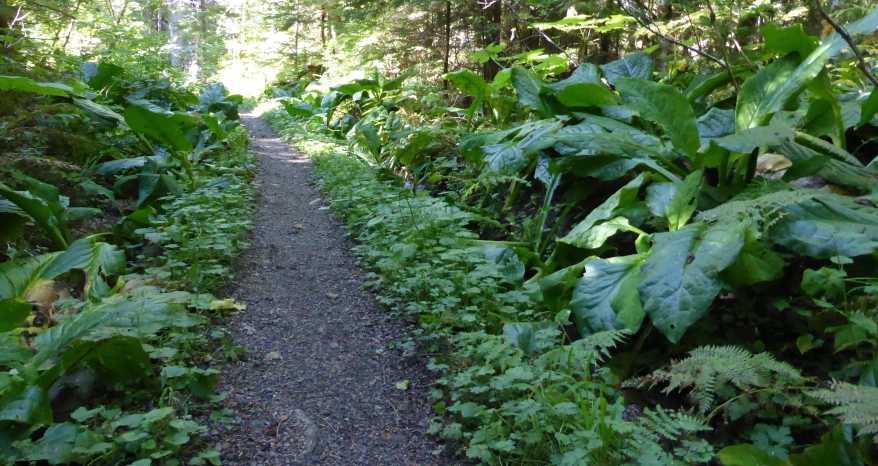 a narrow path through the dense jungle with green foliage