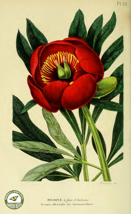 an old picture shows a red flower on the side of a wall