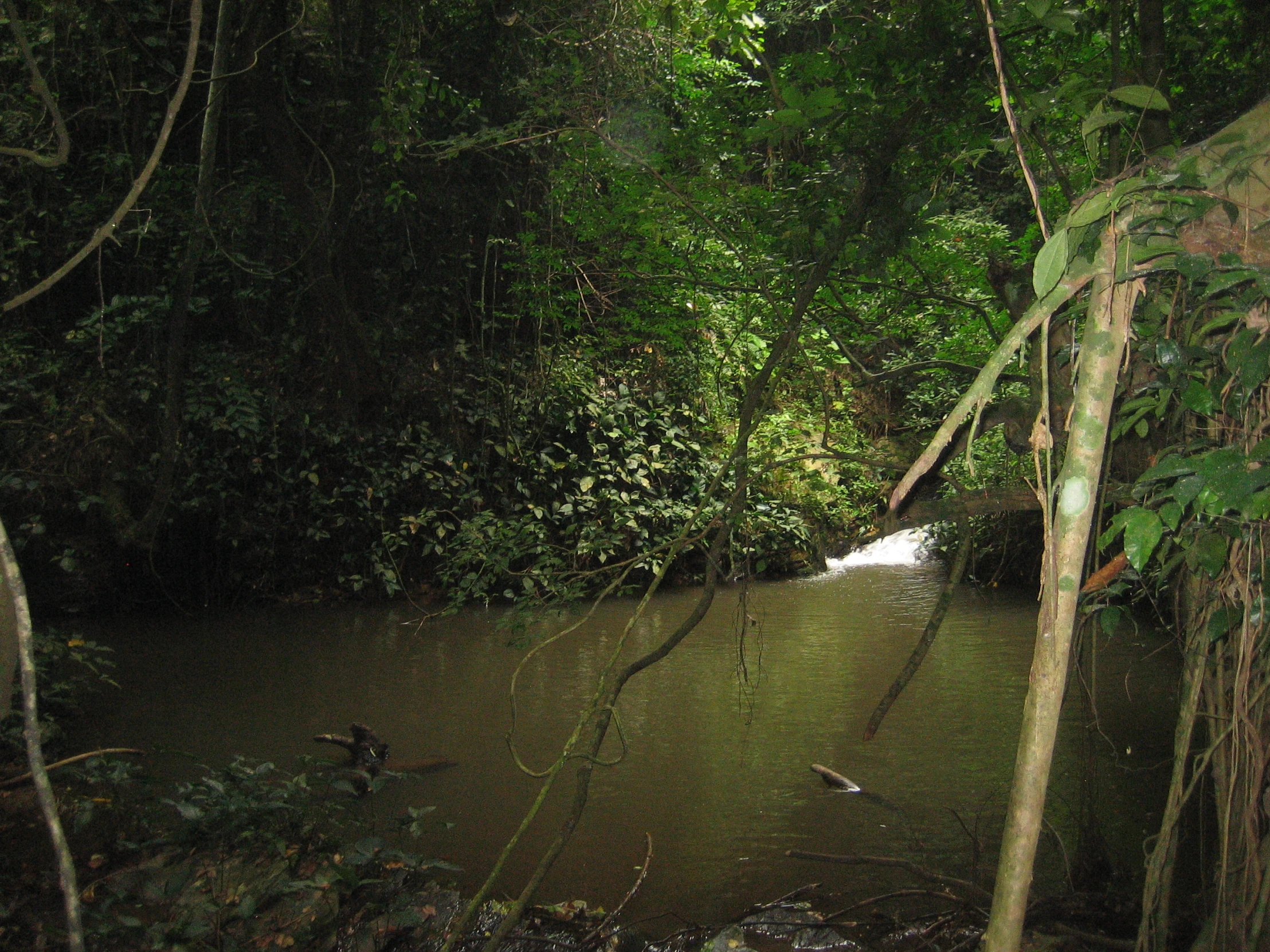 an uncrowred and wet river with water falling from the trees