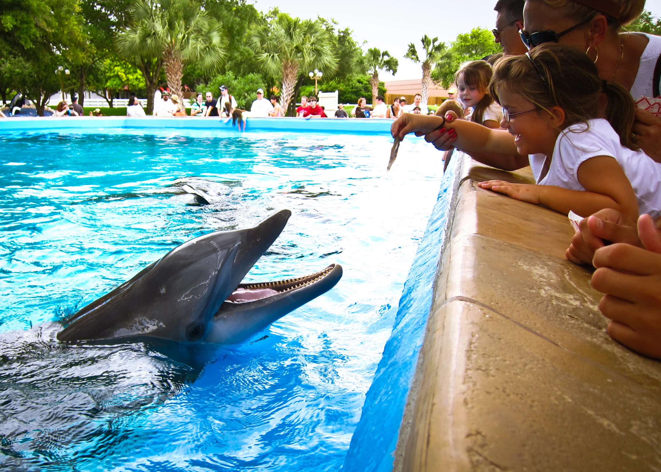 two little girls are petting a dolphin