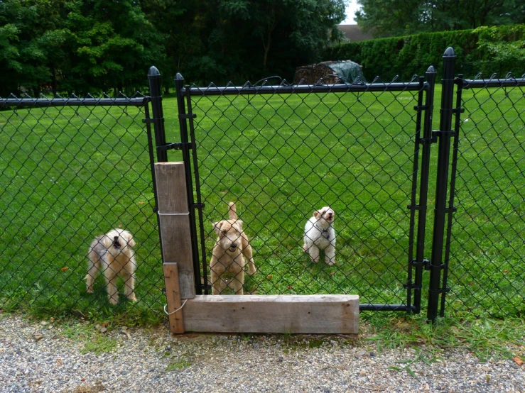three puppies standing on top of grass near a fence