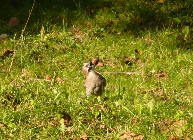 a small bird in the grass next to some rocks