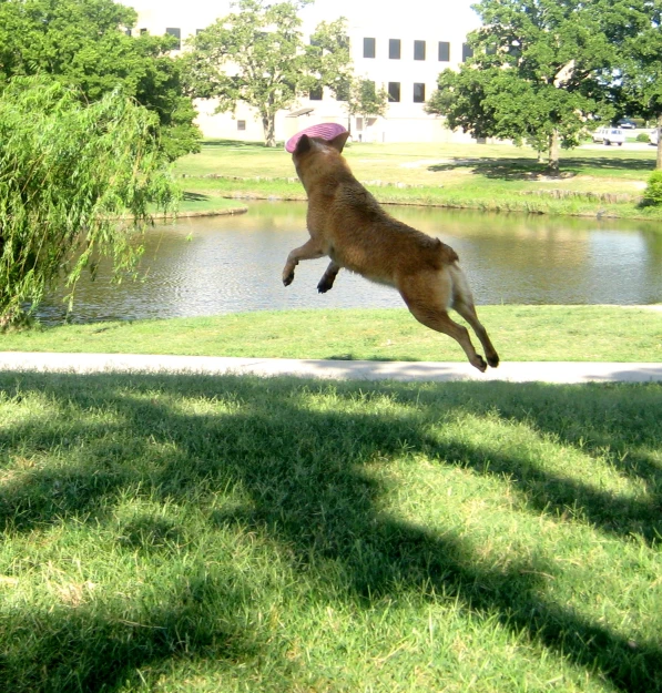 a dog leaping into the air with a ball in his mouth