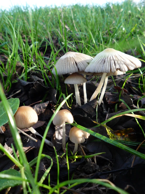small mushrooms are growing in the grass on the ground