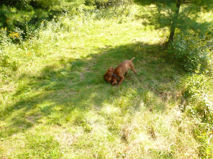 a dog is sniffing the ground in the grass