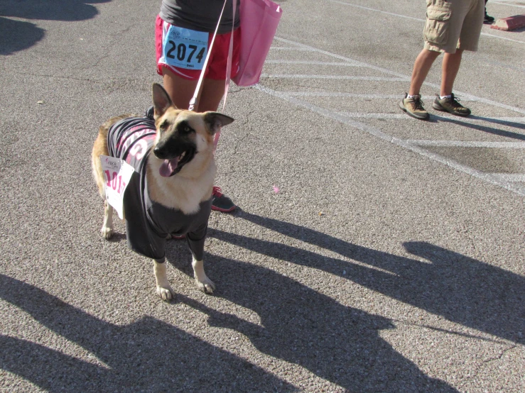 a dog with its tongue out walks around while a lady watches