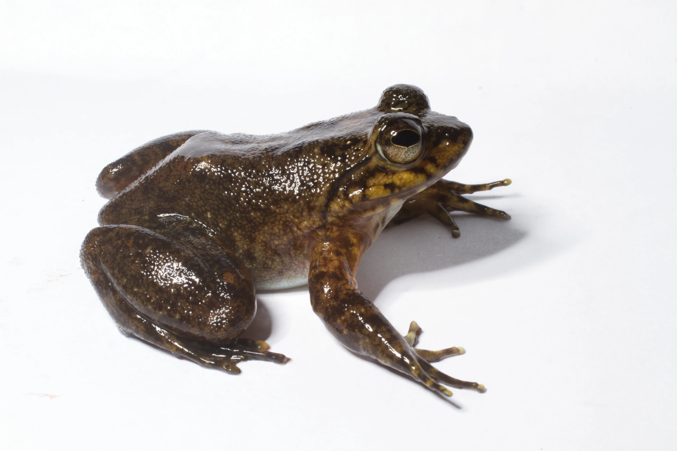 there is a brown and tan frog with spots on it's head