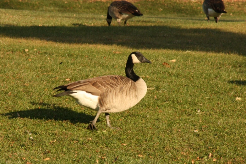 two birds stand in a grassy area beside another animal