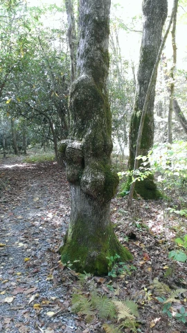 an old tree trunk in the middle of the woods
