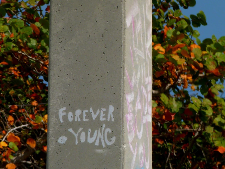 graffiti written on a concrete pillar outside with a tree in the background
