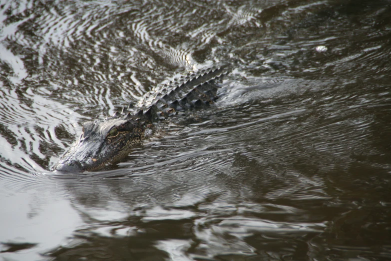 a small alligator swims through the water