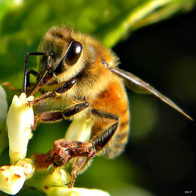 a close up of a bee eating a flower