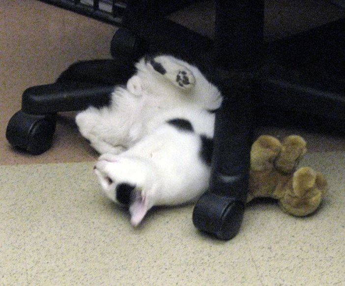 a white and black kitten lying on its back under an office chair