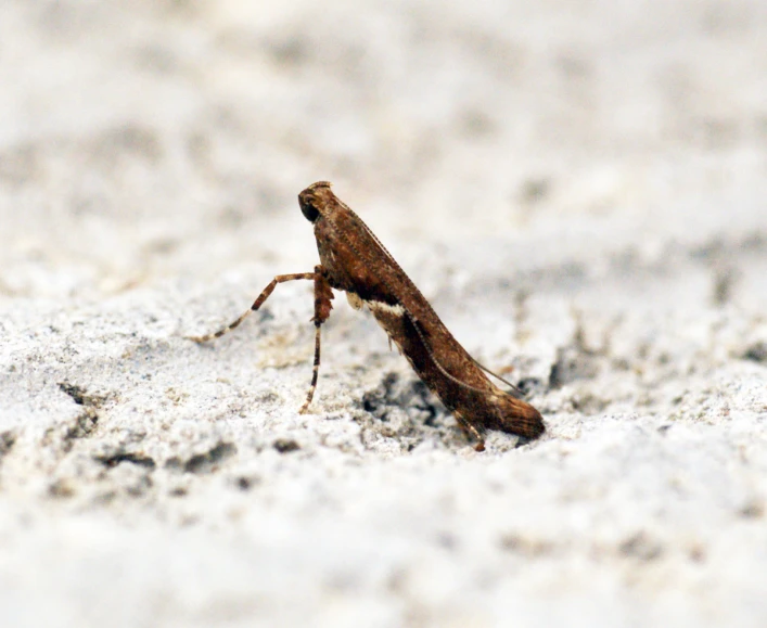 a close up of a bug in the sand