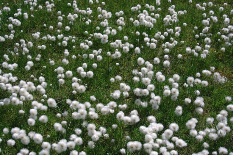 a field with lots of tiny white flowers