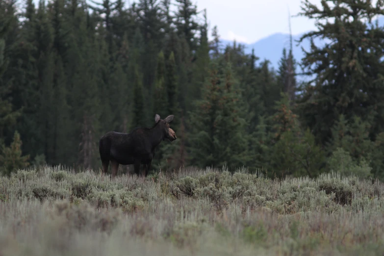 a moose is seen in a forest while in the grass