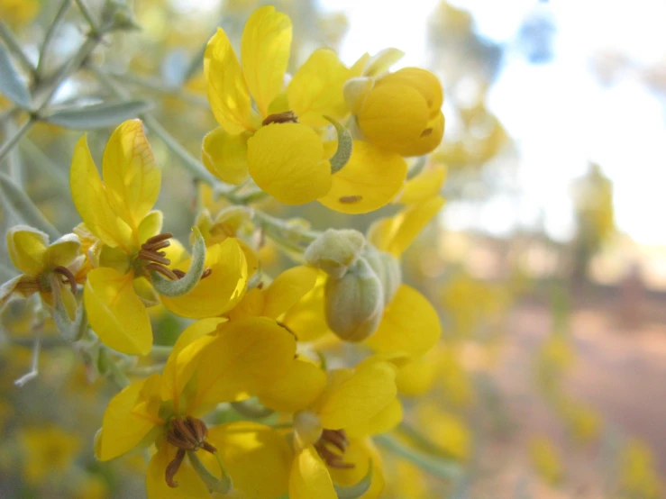 some yellow flowers sitting on a tree nch