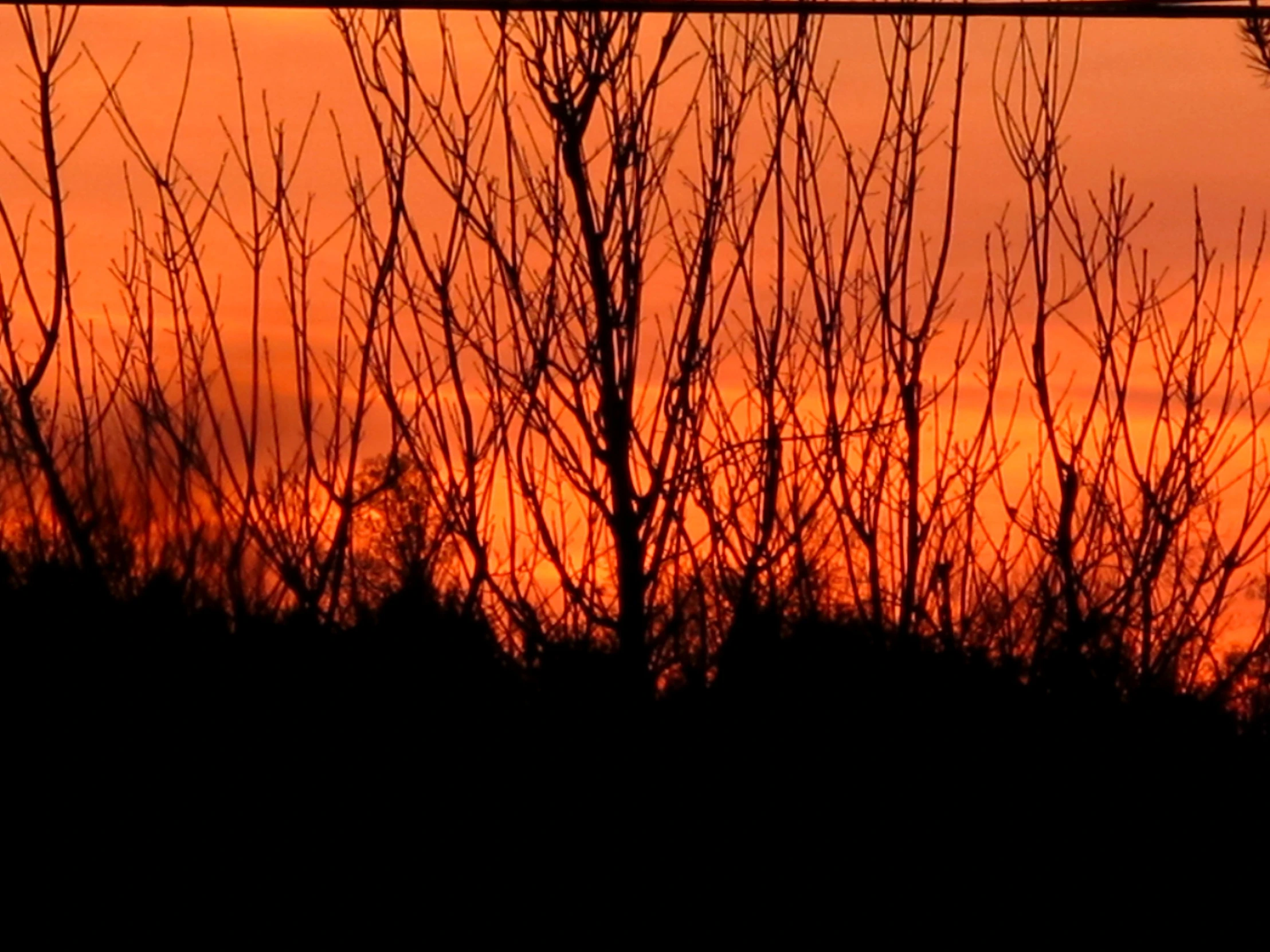 the birds sit on the nches of a tree at sunset