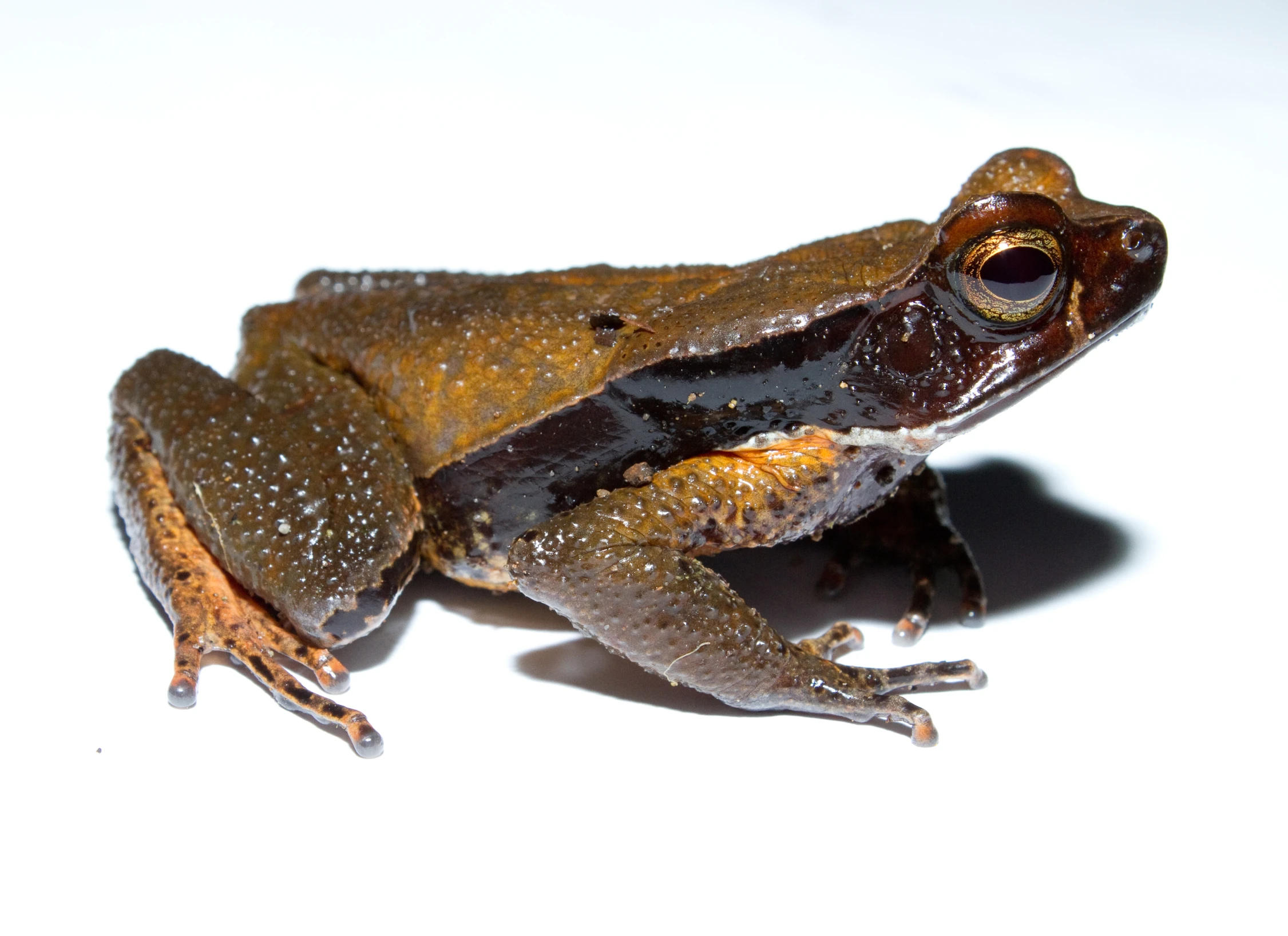 the frog is sitting on the glass looking at the camera