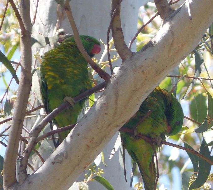 two green birds sitting in a tree together