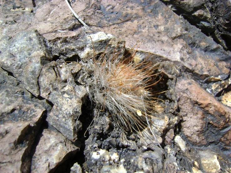 some type of insect sitting on a rock