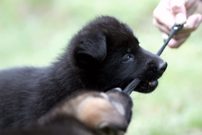 a black puppy chews on an object with his owner's hand