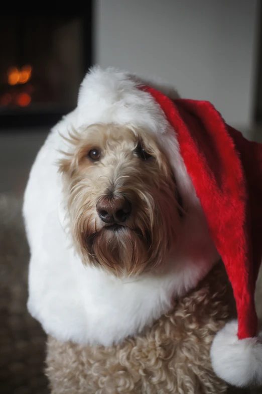 a close up of a dog wearing a hat