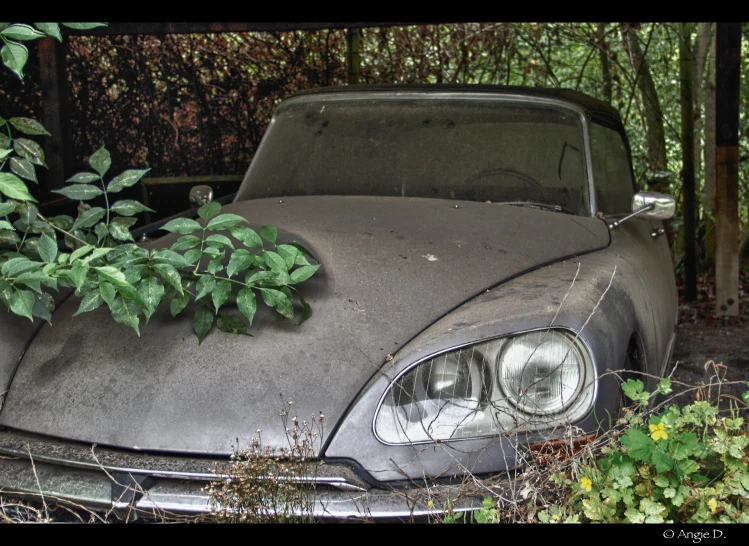 a gray car sitting in front of a tree with lots of leaves on it