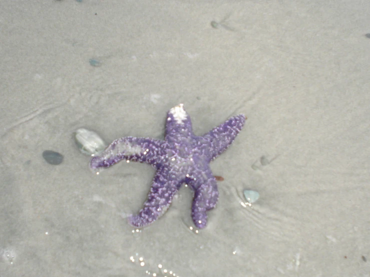 an odd shaped purple colored starfish lays on the beach