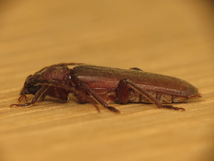 the small bug is sitting on top of a piece of wood