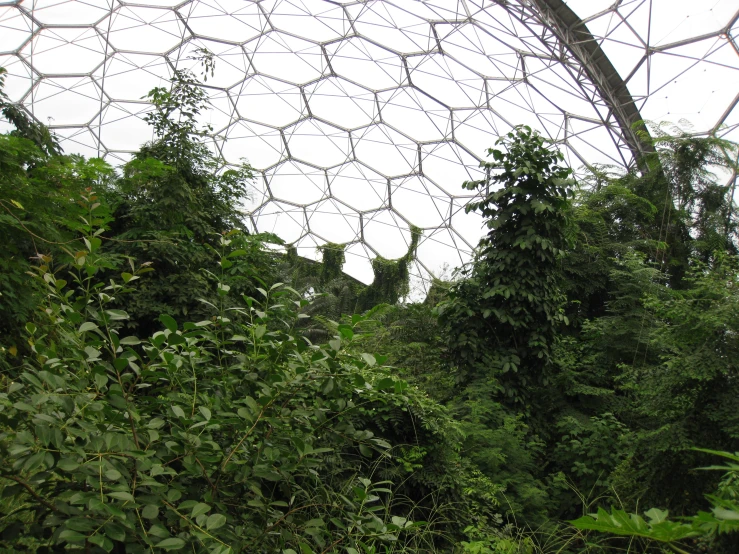 several deer in a jungle habitat looking at the scenery