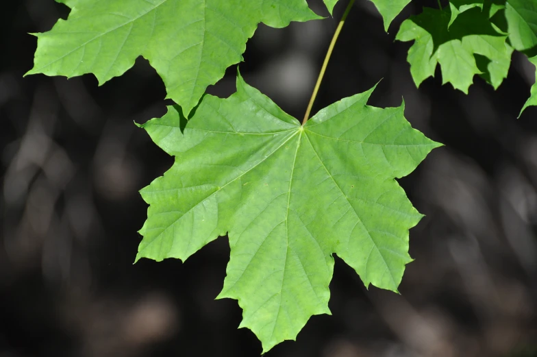 the leaves of a green leaf on a tree