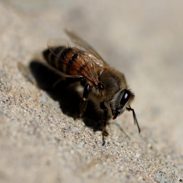 a bee that is laying on the ground